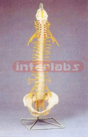 MEDICAL FLEXIBLE SPINE WITH TILT AND TORSION